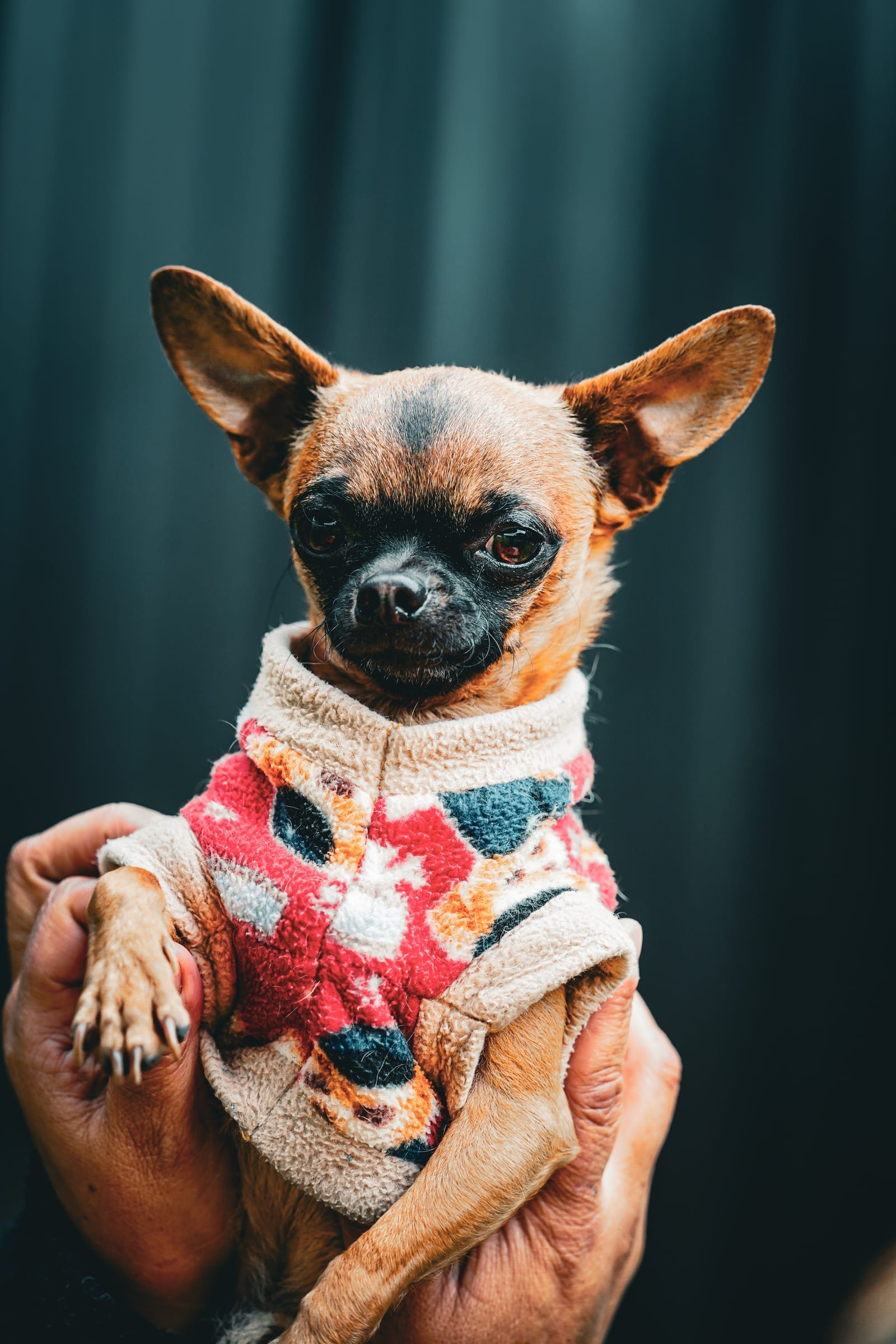 Perro pequeño con chaleco tejido en brazos de su dueño